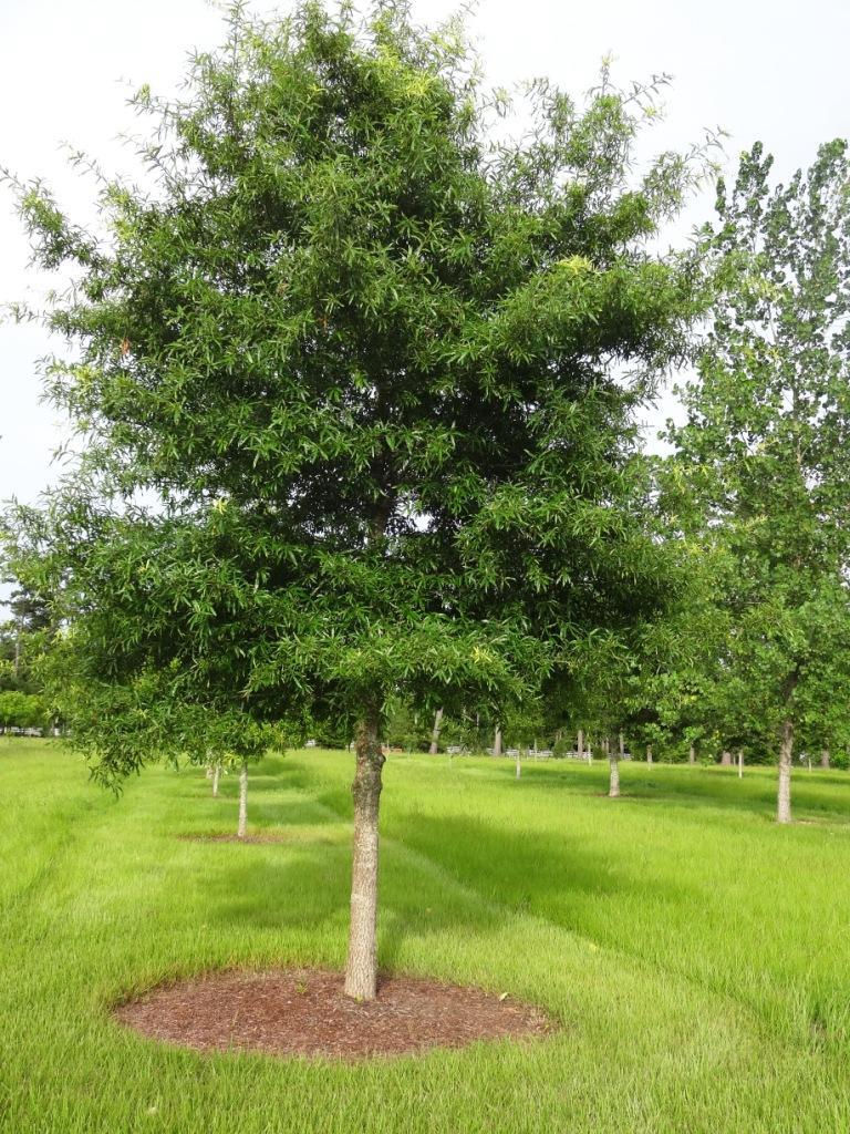 Here are some tips for selecting, planting trees